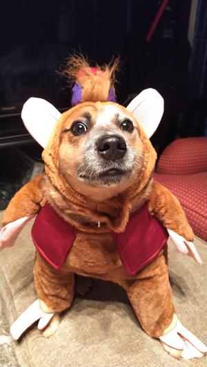 Costume Supercenter Store 30 Costume Supercenter Store -Costume Supercenter Store 696c58f6 f987 5466 88e2 f36ebce80b28