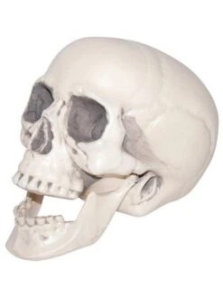 Sunstar Realistic Plastic Skull