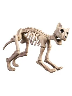 Scary Skeleton Cat