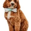 Sprinkles Bone Pet Bowtie