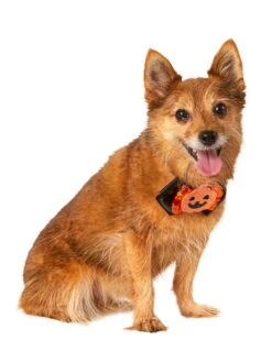 Jack-O-Lantern And Ghost Interchangeable Pet Collar Set