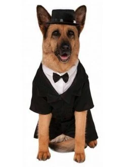 Big Dogs' Dapper Dog Halloween Pet Costume